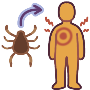 a tick with an arrow pointing to a person with pain marks and an inflamed, target shaped bite on their torso.